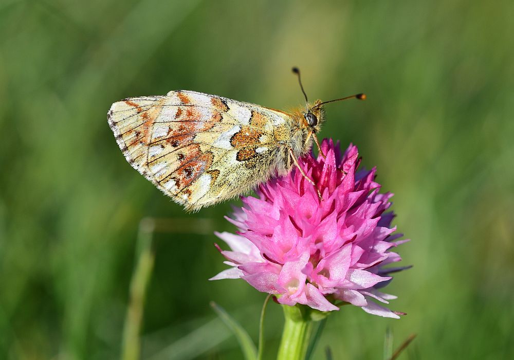 Boloria pales su Nigritella widderi